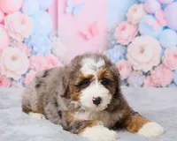 Twinkle, a female Miniature Bernedoodle for sale in Los Angeles, CA – 4 of 5