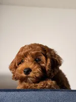 Chewy, a male Cavapoo and Poodle - Toy  for sale in Los Angeles, CA – 4 of 7