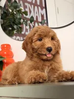 Bella - F1, a female Goldendoodle and Miniature Goldendoodle for sale in Los Angeles, CA – 4 of 10