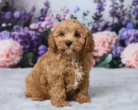 Mochi, a male Cavapoo for sale in Los Angeles, CA – 2 of 5