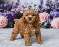 Creampuff, a male Cavapoo for sale in Los Angeles, CA – 3 of 5