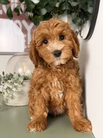 Winston, a male Poodle - Toy  and Miniature Goldendoodle for sale in Los Angeles, CA – 3 of 8
