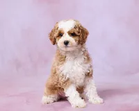 Autumn, a female Cavapoo and Poodle - Toy  for sale in Los Angeles, CA – 3 of 4