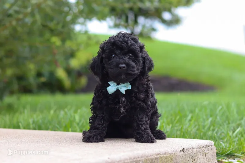 Midnight – Cavapoo, Poodle - Toy  puppy for sale in Los Angeles, CA