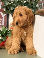 Benji - F1, a male Goldendoodle and Miniature Goldendoodle for sale in Los Angeles, CA – 7 of 9