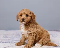Jude, a male Cavapoo and Poodle - Toy  for sale in Los Angeles, CA – 2 of 5