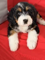 Winnie, a female Bernedoodle for sale in Los Angeles, CA – 4 of 5