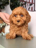 Jamie, a female Cavapoo and Poodle - Toy  for sale in Los Angeles, CA – 7 of 10