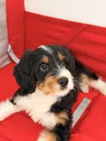 Junie, a female Miniature Bernedoodle for sale in Los Angeles, CA – 5 of 6