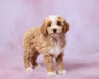 Maple, a male Cavalier King Charles Spaniel and Poodle - Toy  for sale in Los Angeles, CA – 3 of 4
