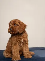 Aurora, a female Cavapoo and Poodle - Toy  for sale in Los Angeles, CA – 2 of 6