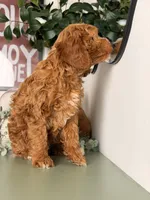 Winston, a male Poodle - Toy  and Miniature Goldendoodle for sale in Los Angeles, CA – 5 of 8