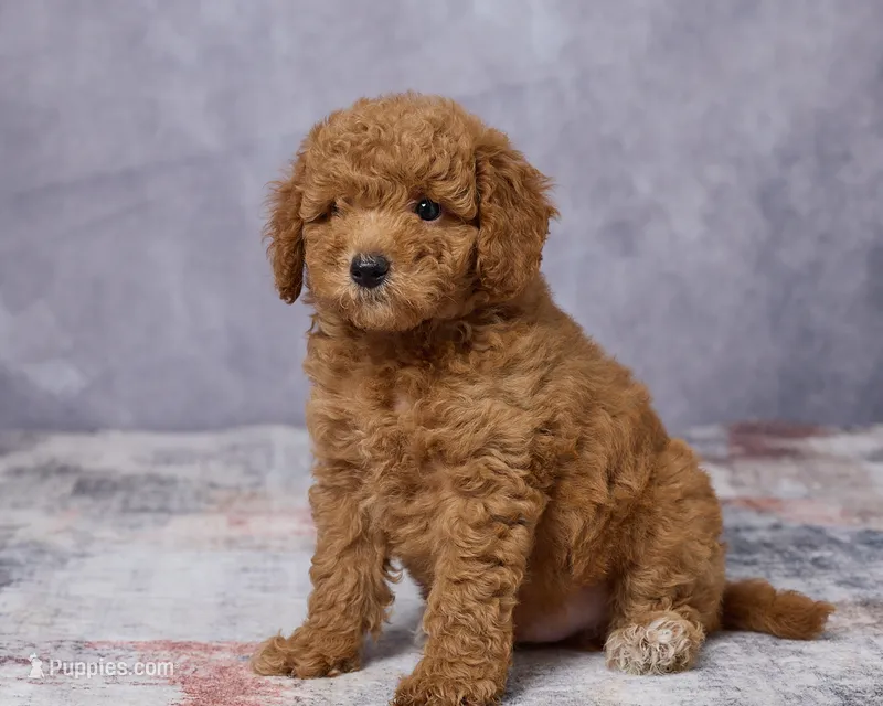 Bear – Poodle - Toy , Miniature Goldendoodle puppy for sale in Los Angeles, CA