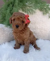 Ace, a male Miniature Goldendoodle for sale in Los Angeles, CA – Photo 3 of 4