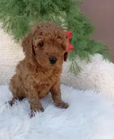 Ace, a male Miniature Goldendoodle for sale in Los Angeles, CA – Photo 4 of 4