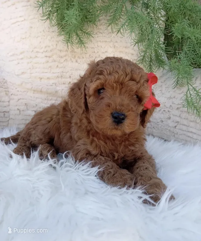 Ace – Miniature Goldendoodle puppy for sale in Los Angeles, CA