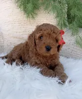 Ace, a male Miniature Goldendoodle for sale in Los Angeles, CA – Photo 1 of 4