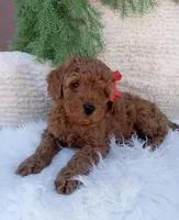Ace, a male Miniature Goldendoodle for sale in Los Angeles, CA – Photo 2 of 4