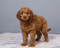 Mini - Cinnamon, a female Goldendoodle and Poodle - Toy  for sale in Los Angeles, CA – 2 of 5