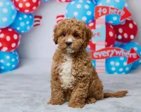Toffee, a male Cavapoo for sale in Los Angeles, CA – 3 of 4