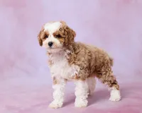 Autumn, a female Cavapoo and Poodle - Toy  for sale in Los Angeles, CA – 2 of 4