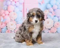 Bubbles, a female Miniature Bernedoodle for sale in Los Angeles, CA – 1 of 4