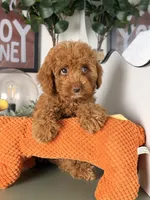 Julia, a female Cavapoo and Poodle - Toy  for sale in Los Angeles, CA – 5 of 9