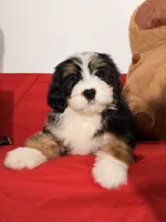 Mallows, a female Miniature Bernedoodle for sale in Los Angeles, CA – 6 of 7
