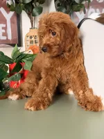 Mini F1B - Cinnamon, a female Goldendoodle and Miniature Goldendoodle for sale in Los Angeles, CA – 3 of 6