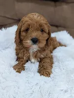 Champ, a male Cavapoo for sale in Los Angeles, CA – Photo 2 of 2