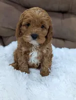 Champ, a male Cavapoo for sale in Los Angeles, CA – Photo 1 of 2