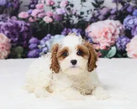 Miranda, a female Cavapoo for sale in Los Angeles, CA – 2 of 4