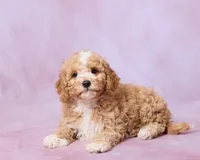 Teddy, a male Cavapoo and Poodle - Toy  for sale in Los Angeles, CA – 4 of 4