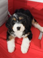 Winnie, a female Bernedoodle for sale in Los Angeles, CA – 1 of 5
