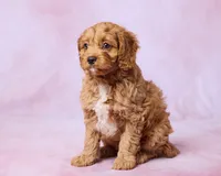 Rudy, a male Cavapoo and Poodle - Toy  for sale in Los Angeles, CA – 3 of 5