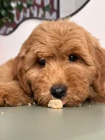 Bella - F1, a female Goldendoodle and Miniature Goldendoodle for sale in Los Angeles, CA – 5 of 10