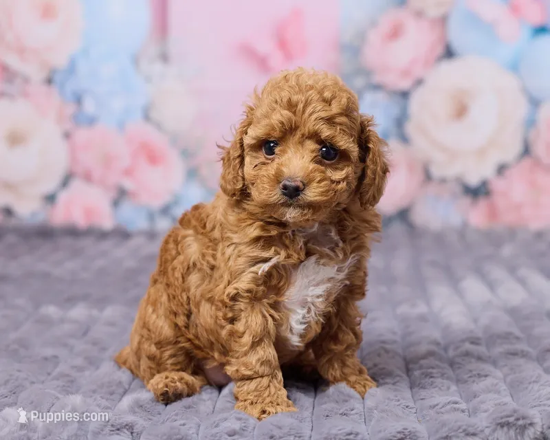 Nimbus – Poodle - Toy  puppy for sale in Los Angeles, CA