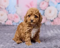 Nimbus, a male Poodle - Toy  for sale in Los Angeles, CA – Photo 1 of 3
