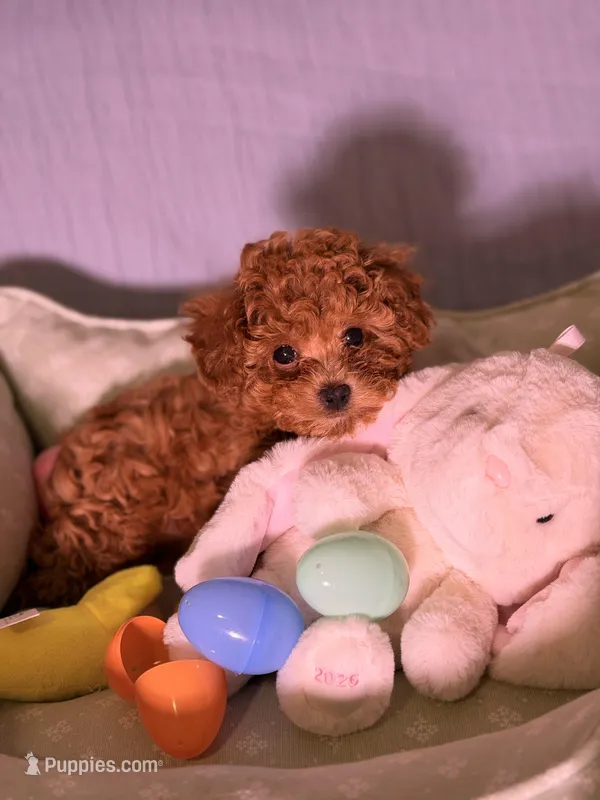 Nimbus – Poodle - Toy  puppy for sale in Los Angeles, CA