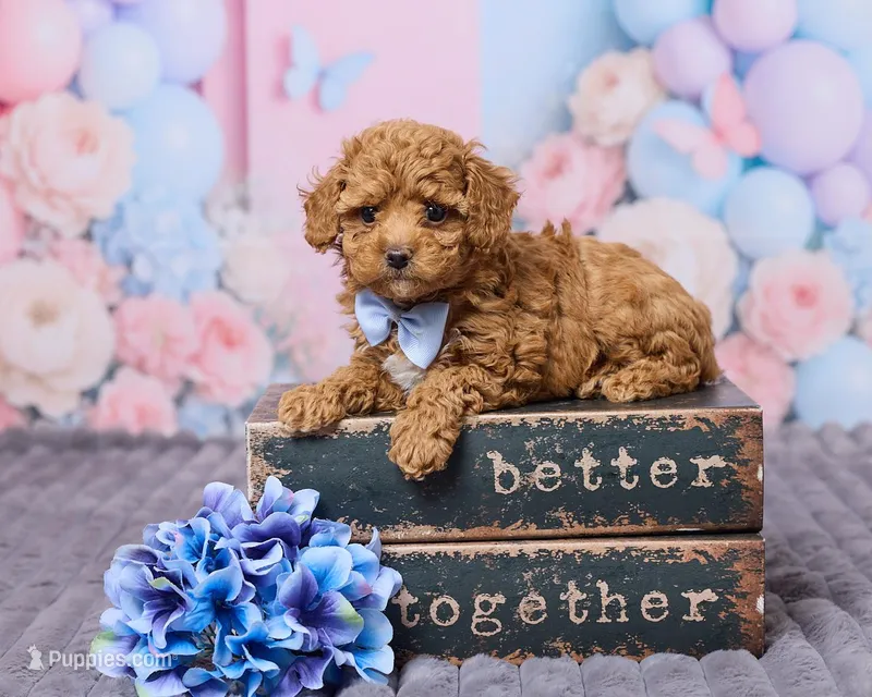 Nimbus – Poodle - Toy  puppy for sale in Los Angeles, CA