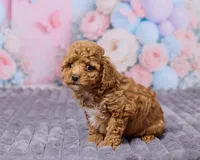 Nimbus, a male Poodle - Toy  for sale in Los Angeles, CA – Photo 2 of 3