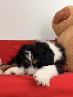 Willow, a female Bernedoodle for sale in Los Angeles, CA – 6 of 6