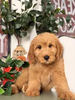 Bo, a male Goldendoodle for sale in Los Angeles, CA – 7 of 8