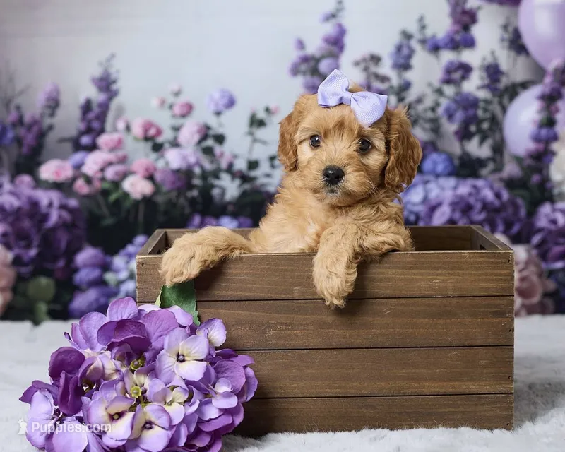 Dolly – Cavapoo, Poodle - Toy  puppy for sale in Los Angeles, CA