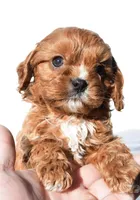 Nori, a male Cavapoo for sale in Los Angeles, CA – Photo 2 of 4