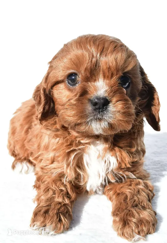 Nori – Cavapoo puppy for sale in Los Angeles, CA