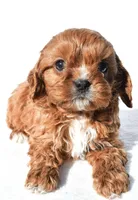 Nori, a male Cavapoo for sale in Los Angeles, CA – Photo 1 of 4