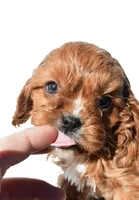 Nori, a male Cavapoo for sale in Los Angeles, CA – Photo 3 of 4