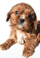 Nori, a male Cavapoo for sale in Los Angeles, CA – Photo 4 of 4