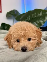 Archie, a male Poodle - Toy  for sale in Los Angeles, CA – 6 of 10